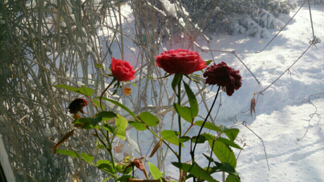 Roses in the Snow (original)?